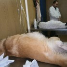 Sterilizări la Adăpostul municipal Iași