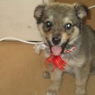 Pufinaș, pentru adopție