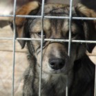 Adoptați, nu cumpărați!