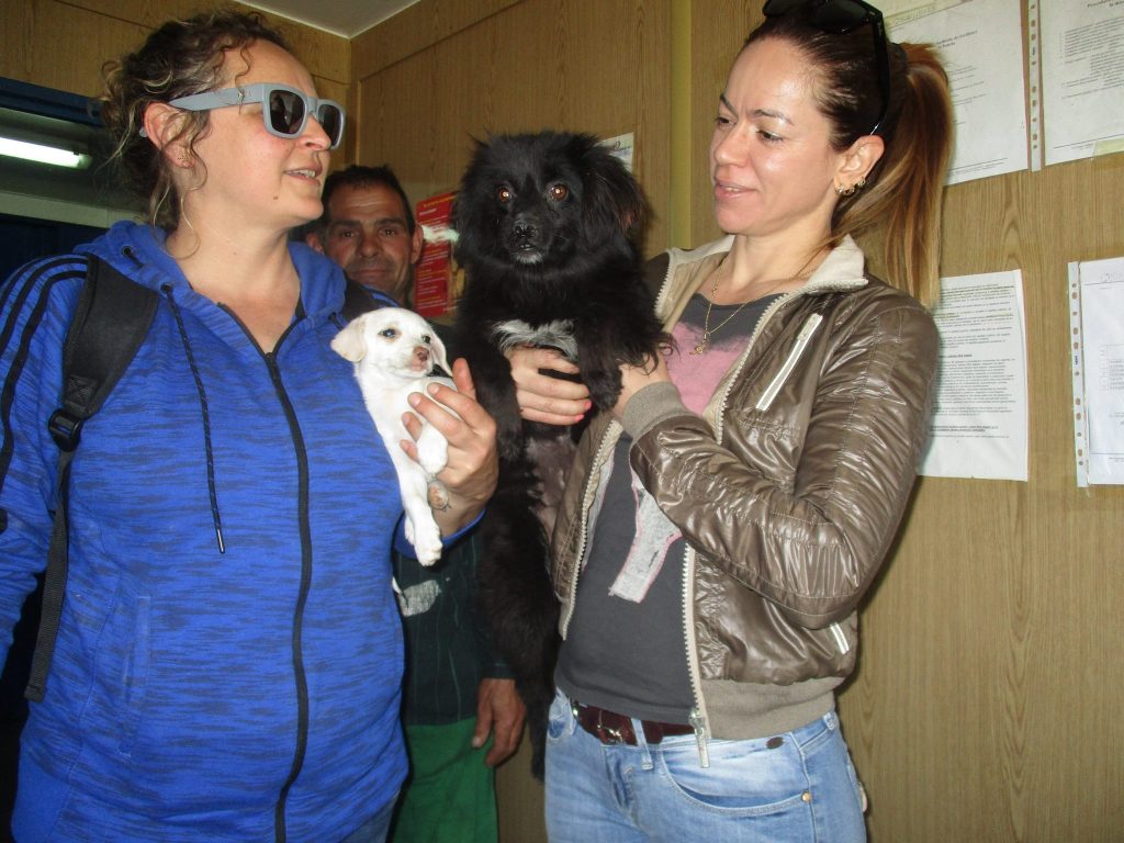 Adopții, Adăpostul municipal Iași, mai 2016
