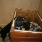 Micuți pentru adopție