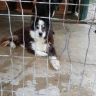 Pentru adopții, mai 2016
