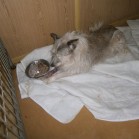 Feliuța, operat de formațiune tumorală
