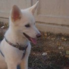 Liria