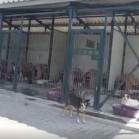 Video din Adăpostul municipal Iași, 24 iulie 2016
