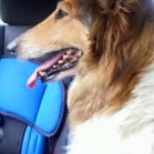 Donna, salvată și adoptată în UE