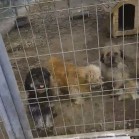 VIDEO Adăpostul în care cățeii vor să intre!
