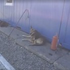 VIDEO 27 septembrie 2016
