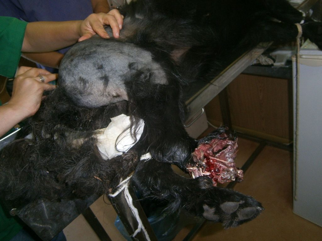 Cățelușă accidentată - amputarea piciorului și a cozii 