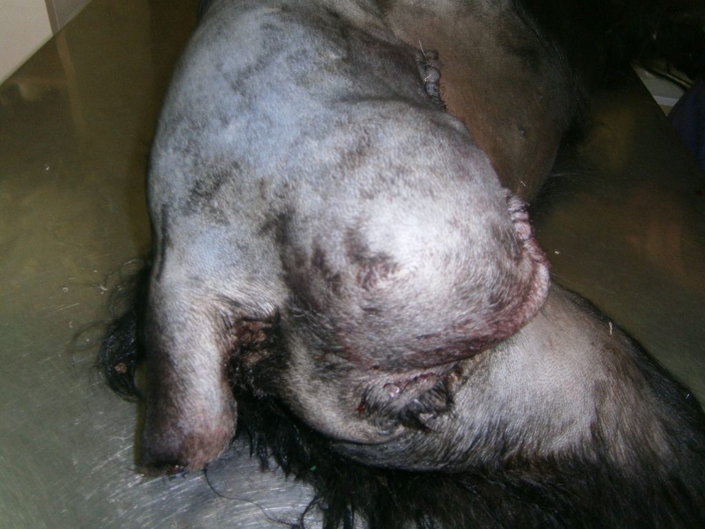 Cățelușă accidentată - amputarea piciorului și a cozii 