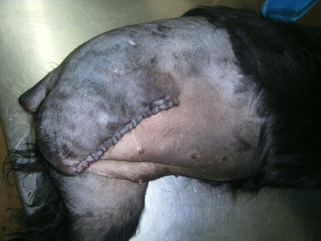 Cățelușă accidentată - amputarea piciorului și a cozii 