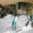 Câine mutilat, în stare foarte gravă