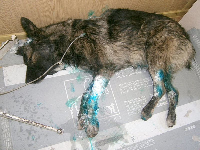 Câine mutilat, în stare foarte gravă