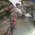 Câine mutilat, în stare foarte gravă