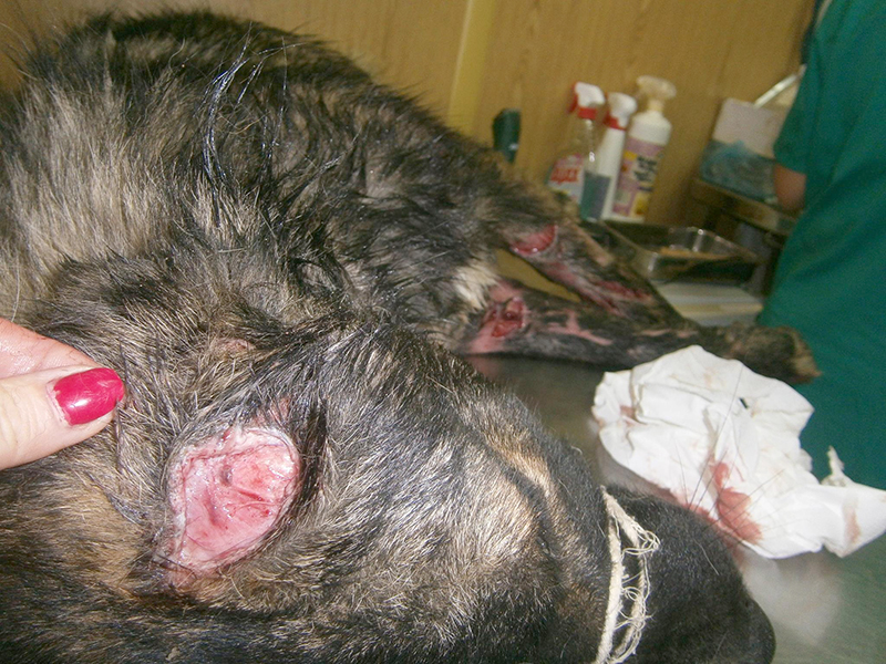 Câine mutilat, în stare foarte gravă