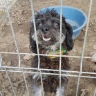 Tika, o cățelușă micuță, foarte cuminte