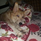 Mavi, răsfăț în familia de adoptatori
