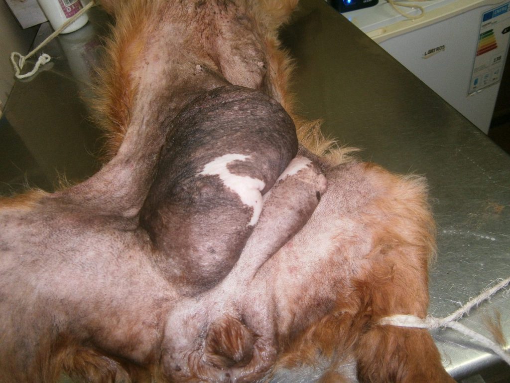 Metis Cocker, cu două tumori mamare uriase