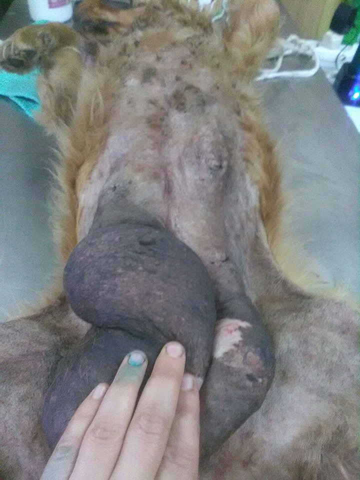 Metis Cocker, cu două tumori mamare uriase