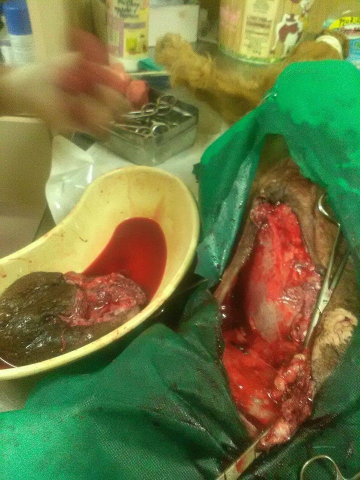 Metis Cocker, cu două tumori mamare uriase