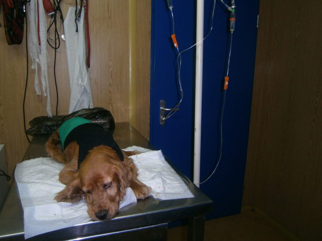 Metis Cocker, cu două tumori mamare uriase
