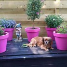 Peka, o „băbuță” adoptată în afara țării