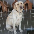Ochi triști în căutarea unei familii