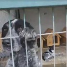 VIDEO din adăpost, 18 octombrie 2016