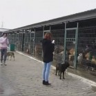 VIDEO Voluntariat pentru montarea policarbonatului și plantarea unor sălcii