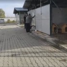 VIDEO Din Adăpostul municipal Iași, 29 noiembrie 2016