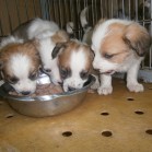 Patru pufoși pentru adopție