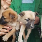Cățeii care au trăit într-o mașină