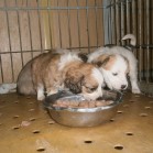 3 drăgălați așteaptă să le oferiți un cămin!