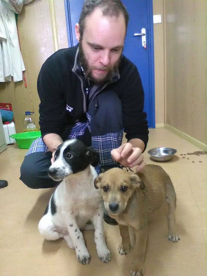 Doar o parte din câinii adoptați de la Adăpostul municipal Iași