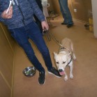 Doar o parte din câinii adoptați de la Adăpostul municipal Iași