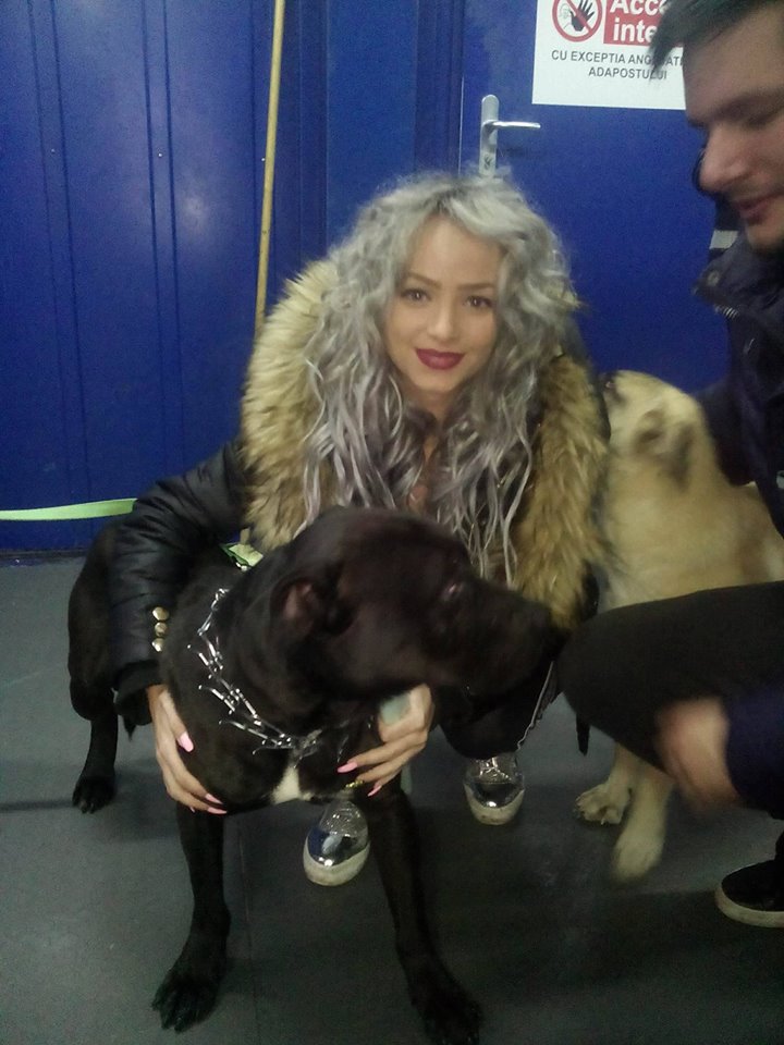 Doar o parte din câinii adoptați de la Adăpostul municipal Iași