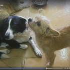VIDEO din Adăpostul municipal Iași, 13 noiembrie 2016