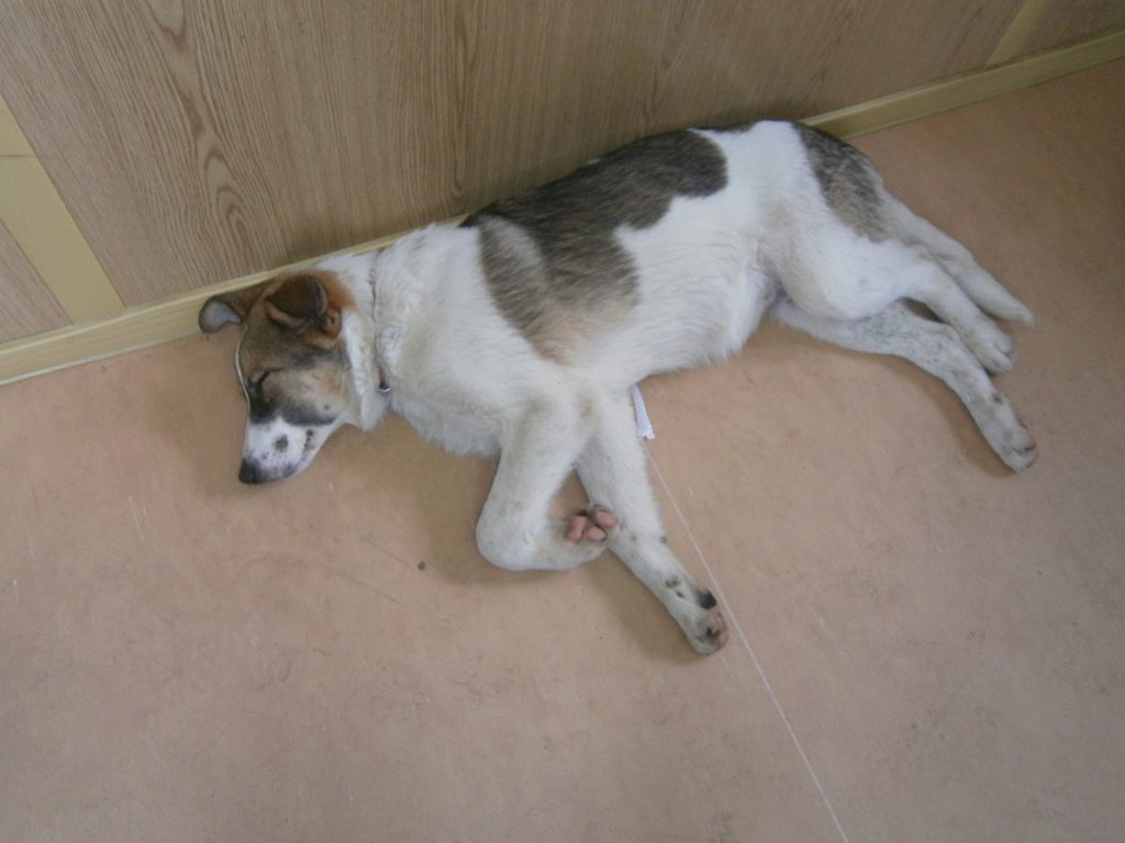 Lolek așteaptă stăpânul ideal!