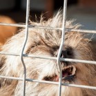 Veniți și adoptați!