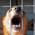 Veniți și adoptați!