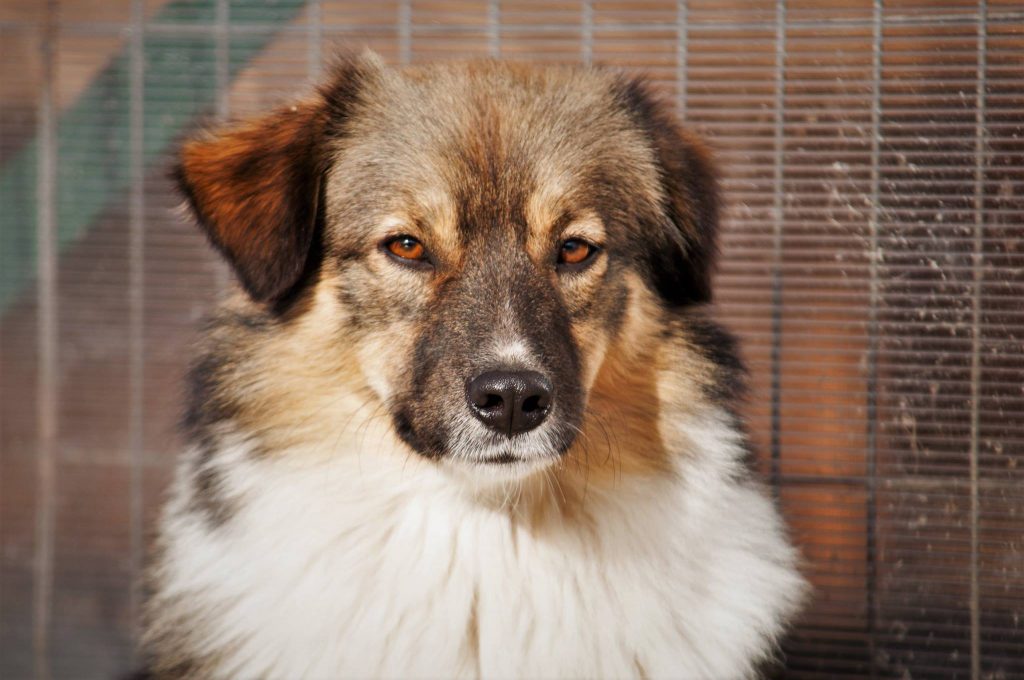 Imagini cu câini din adăpost, 24 noiembrie 2016