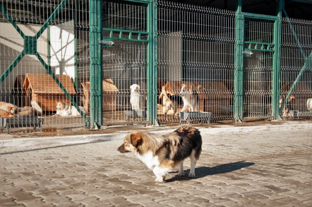 Imagini cu câini din adăpost, 24 noiembrie 2016