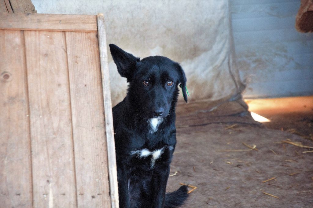 Imagini cu câini din adăpost, 24 noiembrie 2016