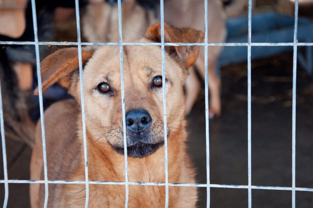 Imagini cu câini din adăpost, 24 noiembrie 2016