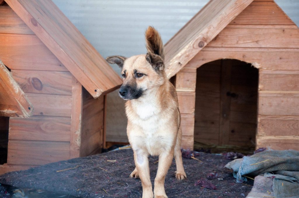 Imagini cu câini din adăpost, 24 noiembrie 2016