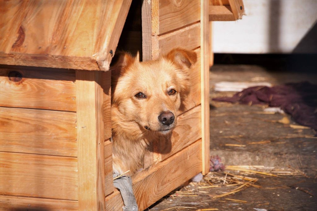 Imagini cu câini din adăpost, 24 noiembrie 2016