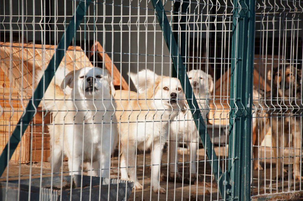 Imagini cu câini din adăpost, 24 noiembrie 2016