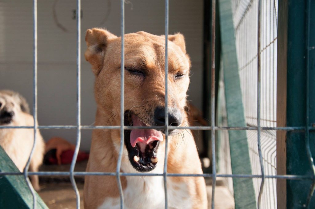 Imagini cu câini din adăpost, 24 noiembrie 2016