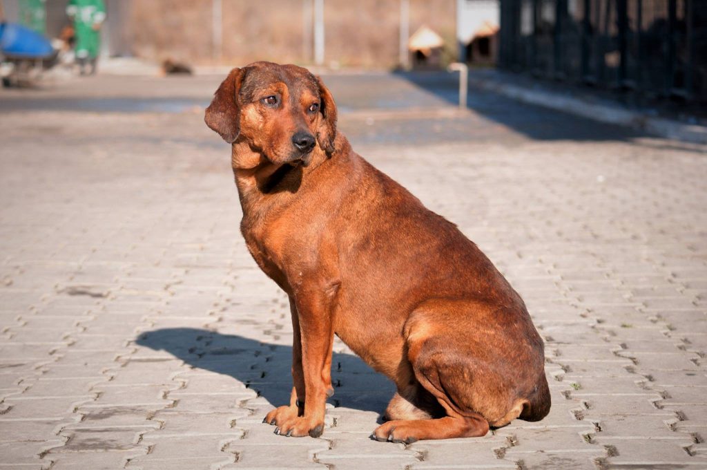 Imagini cu câini din adăpost, 24 noiembrie 2016