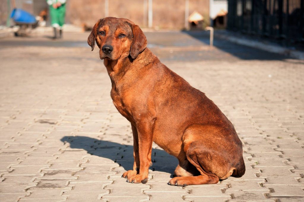 Imagini cu câini din adăpost, 24 noiembrie 2016